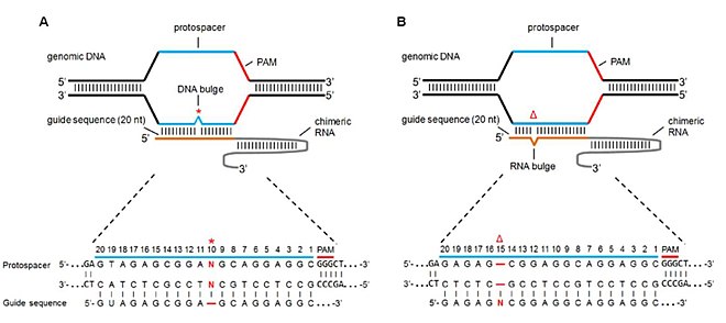 Graphical explanation of DNA and RNA bulge. Schematic of CRISPR-Cas9 off-target sites with DNA bulge and RNA bulge.jpg