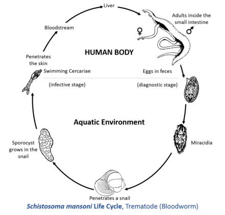 Жизненный цикл шистосомы. Схему цикла развития шистосом. Schistosoma mansoni жизненный цикл. Цикл развития кровяного сосальщика. Схема жизненного цикла Schistosoma haematobium.