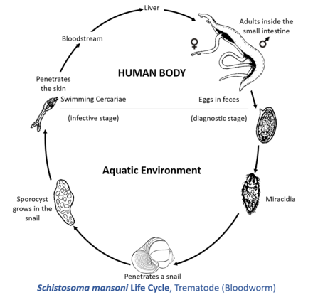 Кровяной цикл. Schistosoma mansoni жизненный цикл. Schistosoma haematobium жизненный цикл. Цикл развития шистосом схема. Schistosoma жизненный цикл.