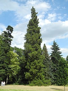 Schlosspark Riede - Baum 10 2019-07-06.JPG