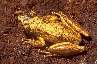 <i>Ololygon rizibilis</i> Species of frog