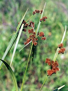 <i>Scirpus atrovirens</i> Species of grass-like plant