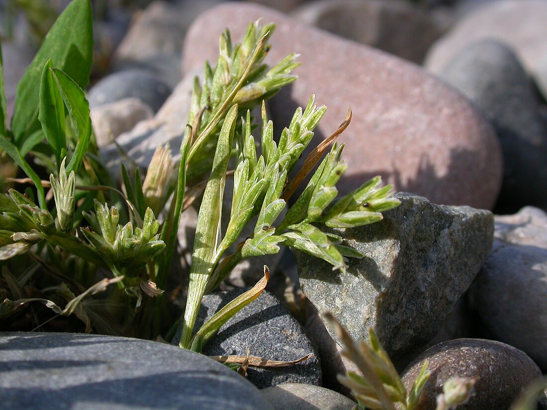 Sclerochloa dura