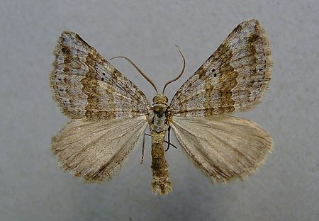 Scotopteryx bipunctaria