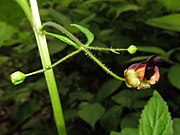 壺形の花。仮雄蕊が1個、その下に雄蕊が4個あり、雌蕊が1個ある。花柄に腺毛がある。