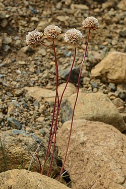 Sea Thrift (Armeria maritima)