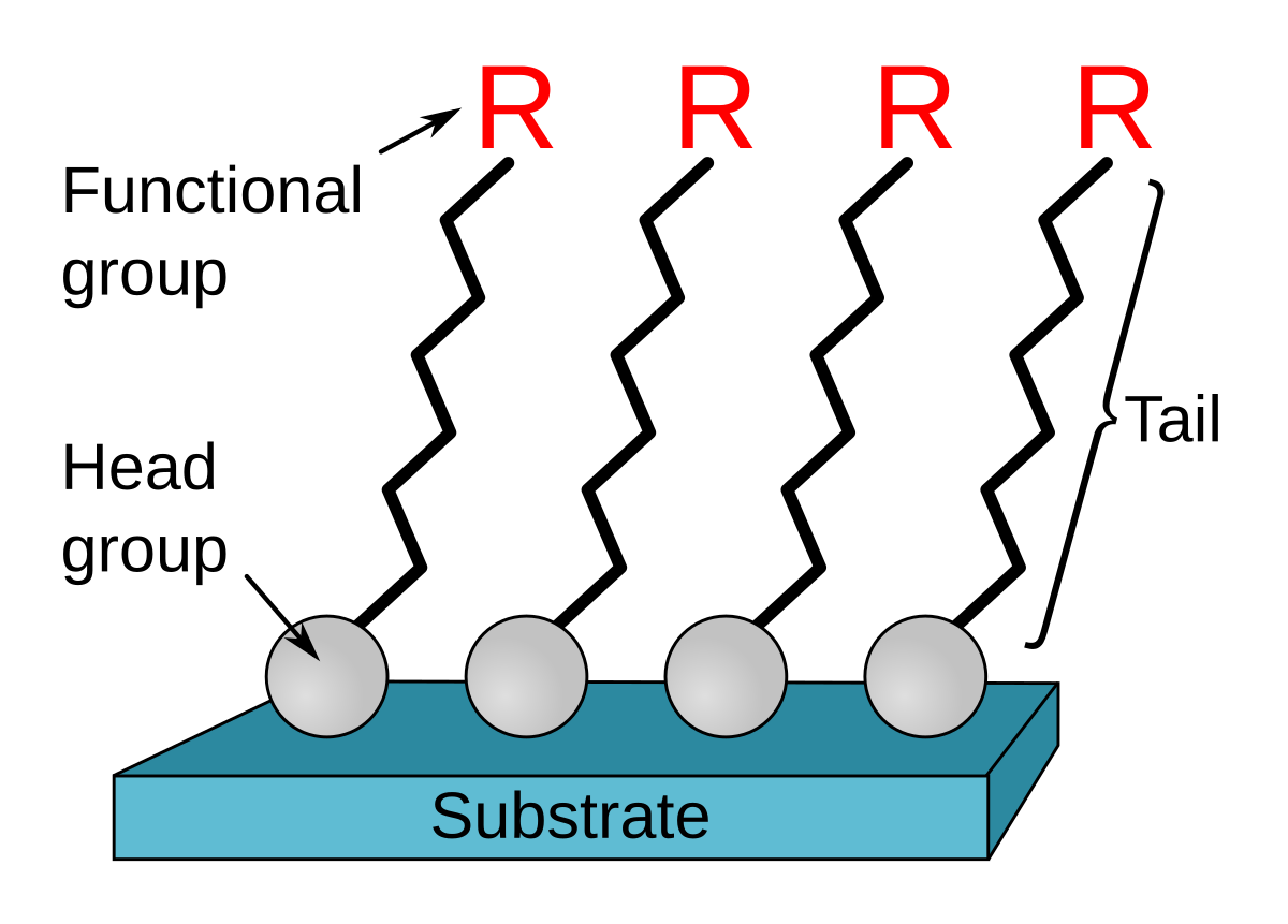 Self Assembled Monolayer Wikipedia - 