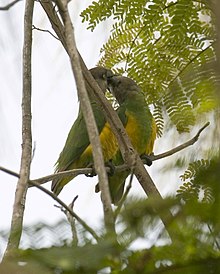 One parrot is feeding the other as part of bonding behaviour between a pair. Senegal Parrot -montage1.jpg