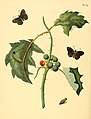 74. Papilio bromius (= unidentified Papilio species)