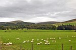 Thumbnail for File:Sheep in Clyde valley - geograph.org.uk - 6273945.jpg