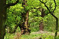 Sherwood Forest (9519).jpg