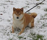 Rot-Urajiro Shiba Inu im Schnee