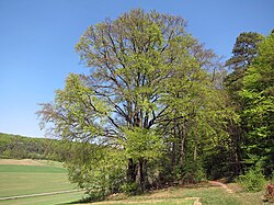 Siebenstämmige Buche bei Diebach, 3.jpg