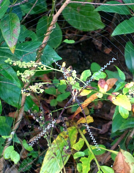 File:Signature spider (22574604759).jpg