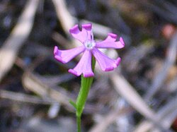 Silene mariana Enfoque 2010-6-15 DehesaBoyaldePuertollano.jpg