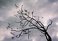 Image 407Silhouette of Jacaranda tree (Jacaranda mimosifolia), Jardim da Praça de Londres, Lisbon, Portugal