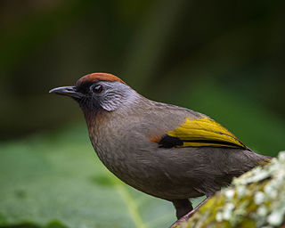 <span class="mw-page-title-main">Silver-eared laughingthrush</span> Species of bird