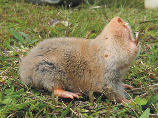 <span class="mw-page-title-main">Silvery mole-rat</span> Species of rodent