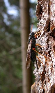 <i>Sirex juvencus</i> Species of sawfly