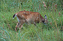 Doe feeding at Gwaii Haanas National Park Sitka Deer, Haida Gwaii.jpg