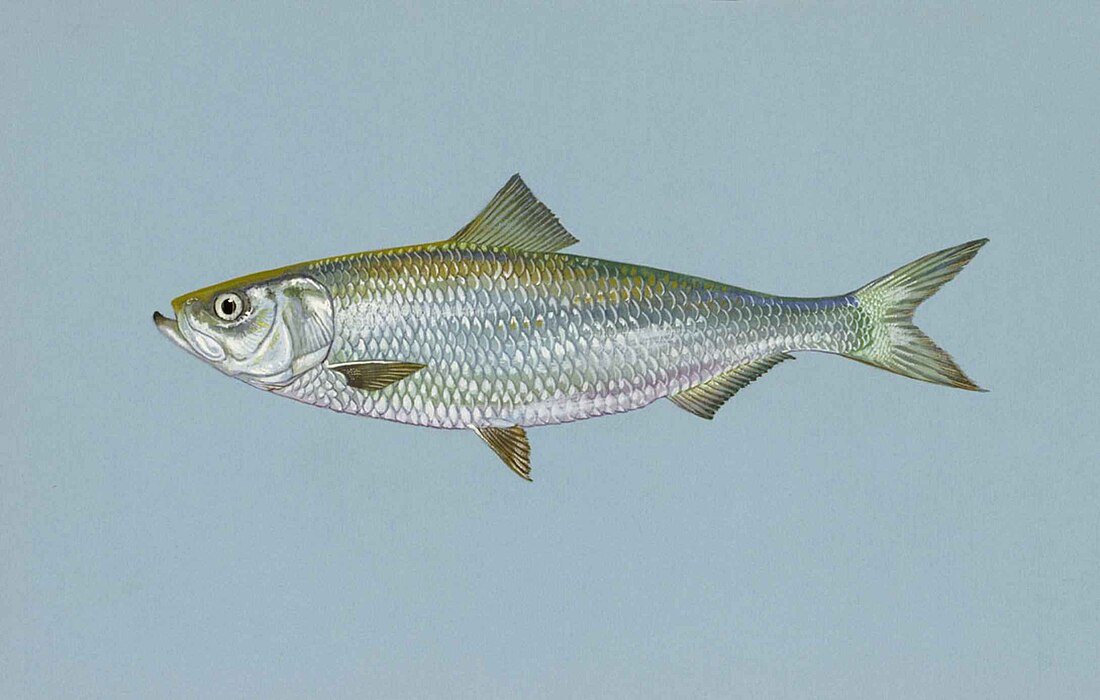 Alosa chrysochloris