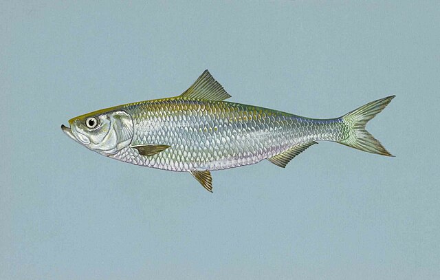 Skipjack shad - Wikipedia