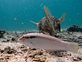 Sleek Parrotfish (5354975067) .jpg