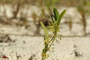 A Smilax campestris.jpg kép leírása.