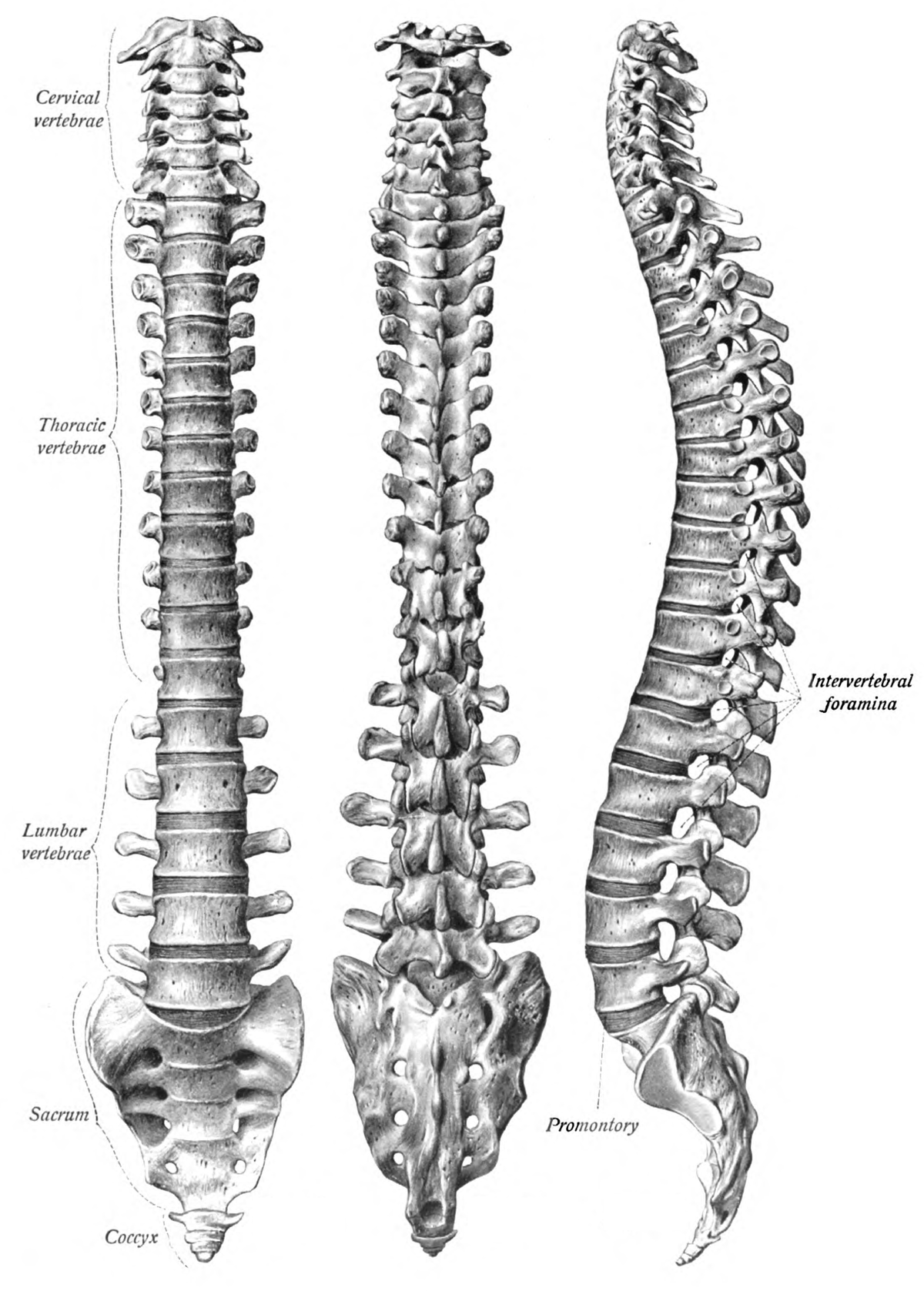 Columna vertebral - Biquipedia, a enciclopedia libre