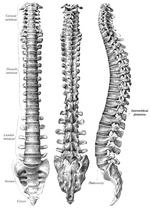 Miniatura per Columna vertebral