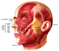 Image 2An image showing the underlying muscles of the face.