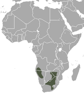 Southern African Hedgehog area.png