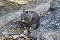 Kalifornischer Ziesel im Yosemite-Nationalpark