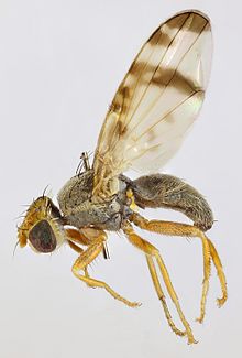 Sphenella marginata, Dyffryn, Kuzey Galler, Temmuz 2015 - Flickr - janetgraham84.jpg