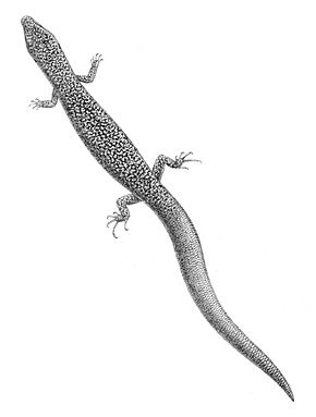 A kép leírása Sphenomorphus loriae 1897.jpg.