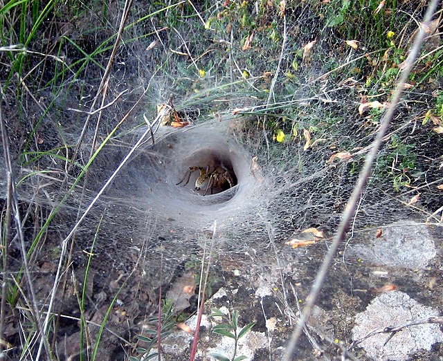 Scientist uses tiny trackers to keep tabs on funnel-web spiders : The  Tribune India