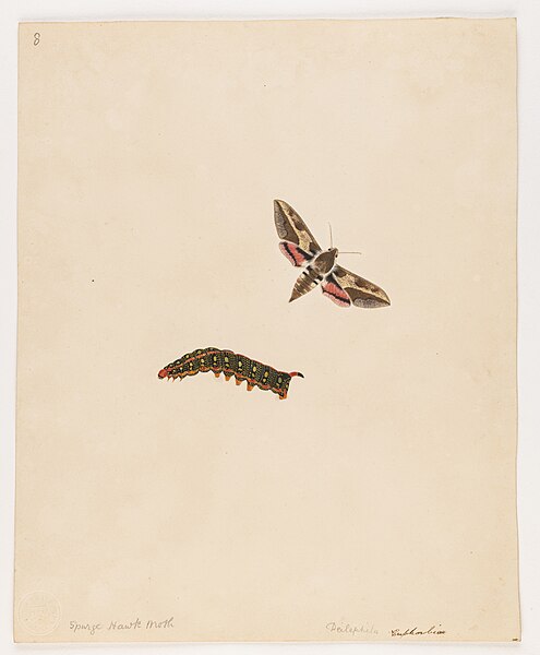 File:Spurge Hawk Moth - Miss Harris - 84 1931 8.jpg