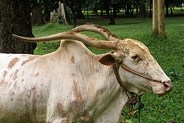 Sri Lanka, Peradeniya Botanical Gardens, White Bull.jpg