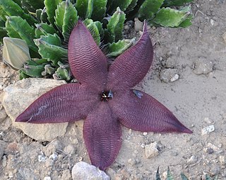 <i>Stapelia grandiflora</i> species of plant