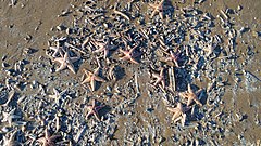 File:Starfish XI (31508537784).jpg (Category:Asteroidea)