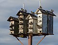 Image 43European starlings on a birdhouse on Staten Island