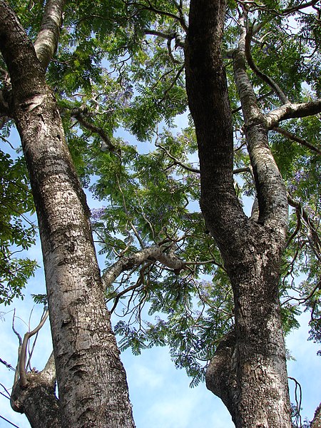 File:Starr-080417-4088-Jacaranda mimosifolia-trunk and canopy-Makawao-Maui (24906945895).jpg