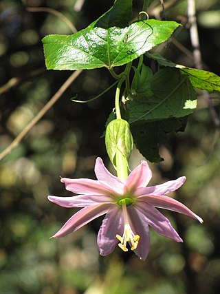 <i>Passiflora tarminiana</i> Species of plant
