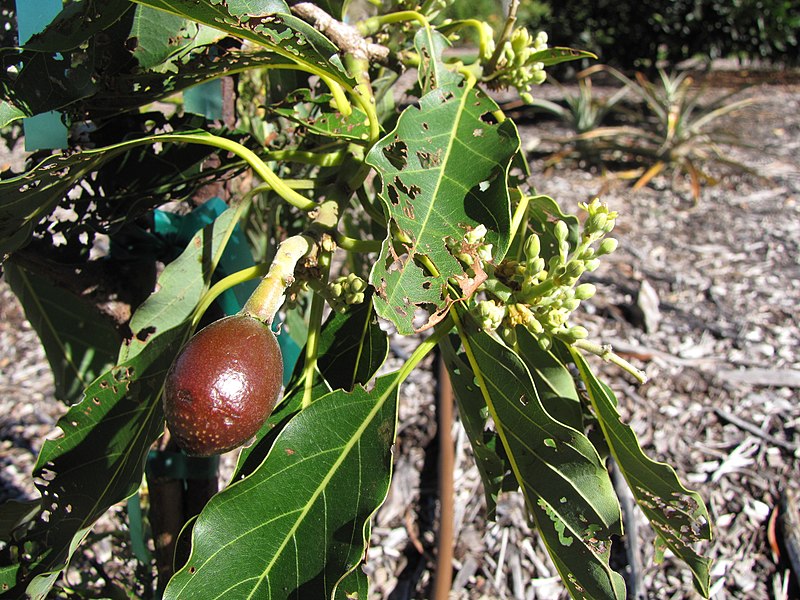 File:Starr-130201-1632-Persea americana-var Little Cado tiny fruit forming-Hawea Pl Olinda-Maui (25178925616).jpg