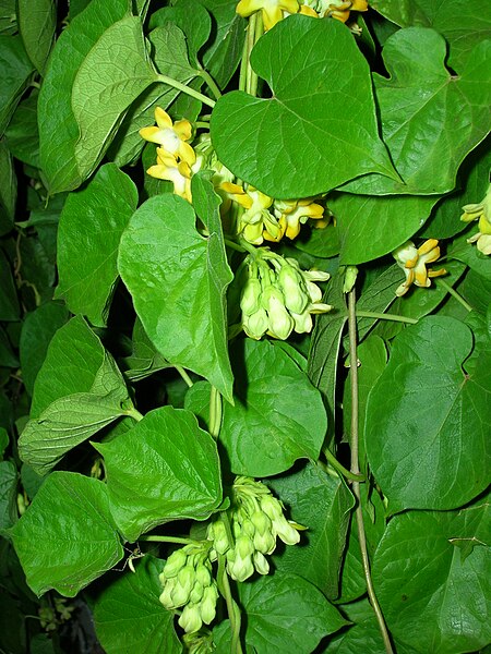 File:Starr 060721-8421 Telosma cordata.jpg