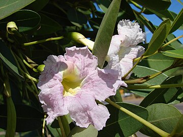 Tabebuia rosea