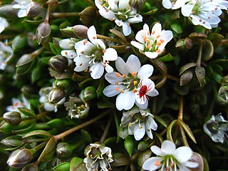 <i>Stellaria humifusa</i> Species of flowering plant