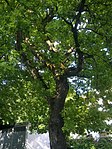 Pedunculate oak in Kienbichl