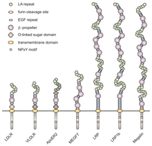 The structural differences of the LDL receptor family. This image represents the similarities in structural domains among the members, as well as the extra cysteine repeat present on the VLDL receptor. Structure of LDL receptor family members.png