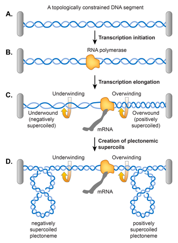 Twin supercoiling domain model for transcription-induced supercoiling A. An example of topologically constrained DNA. A grey bar represents a topological constraint, e.g. a protein or a membrane anchor. B. Accommodation of RNA polymerase for transcription initiation results in the opening of the DNA double helix. C. An elongating RNA polymerase complex cannot rotate around the helical axis of DNA. Therefore, removal of helical turns by RNA polymerase causes overwinding of the topologically constrained DNA ahead and underwinding of the DNA behind, generating positively and negatively supercoiled DNA, respectively. Supercoiling can manifest as either change in the numbers of twists as shown in C or plectonemic writhe as shown in D. Subhash nucleoid 06.png